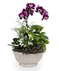 Mini Orchid Garden Deluxe