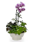 Mini Orchid Garden Standard