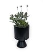 Modern Beauty Succulent Garden Small