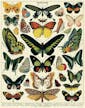 Cavallini Vintage Puzzle Butterflies