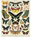 Cavallini Vintage Puzzle Butterflies