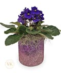 Sparkling Violet Plant for Mom