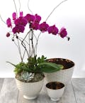 Elegant Orchid Garden - Premium