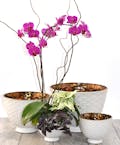 Elegant Orchid Garden - Deluxe